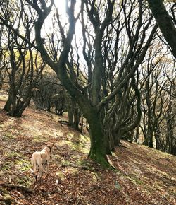 Dog on tree