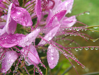 Close-up of wet purple flowering plant during rainy season