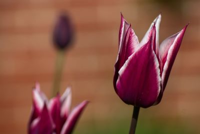 Close-up of pink tulips