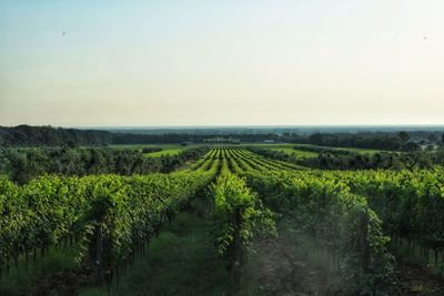 In a vineyard