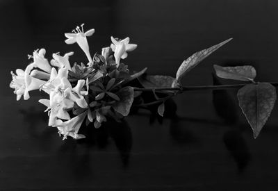 Close-up of flowers against blurred background