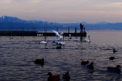 Swans swimming in sea