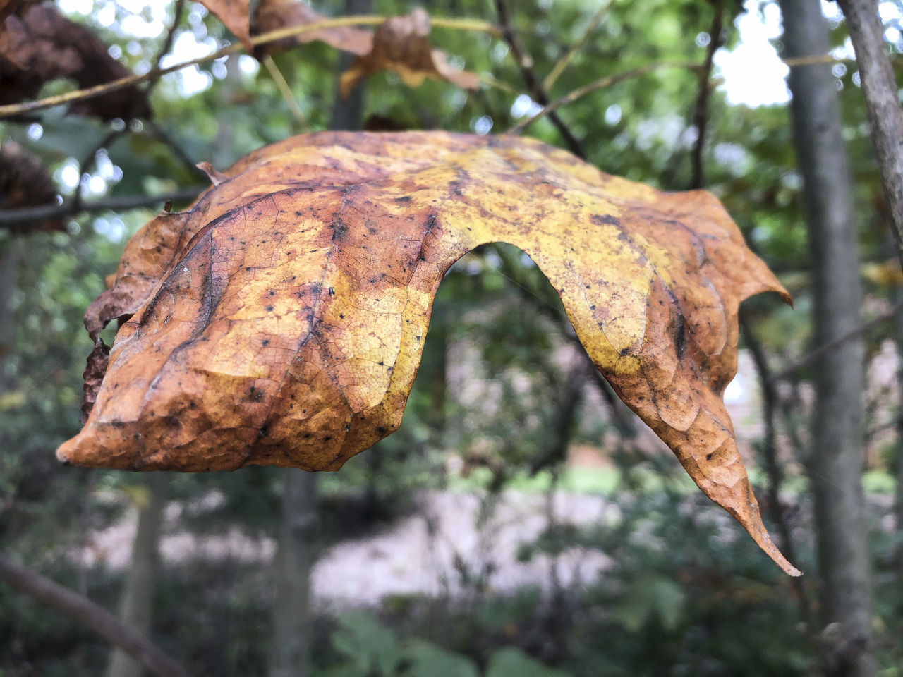 CLOSE-UP OF DRY LEAVES ON BRANCH