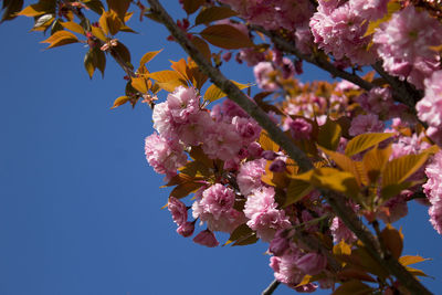 Low angle view of pink flowers on tree