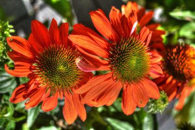 Close-up of red flowering plant