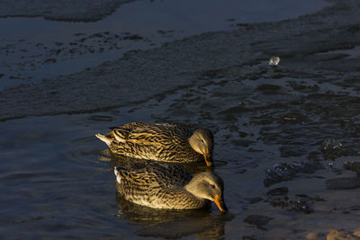 High angle view of mallard duck swimming in lake