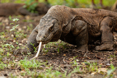 Komodo dragon walking with its forked tongue out