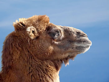 Low angle view of giraffe against clear sky