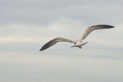 Low angle view of eagle flying in sky