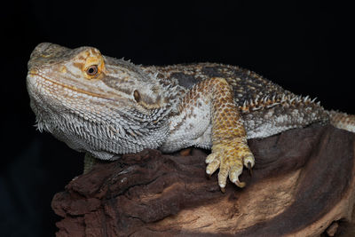 Close-up of a lizard against black background