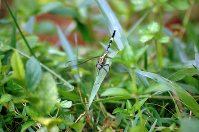 Close-up of insect on grass