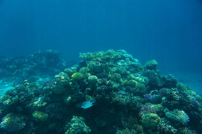 Fish swimming in sea