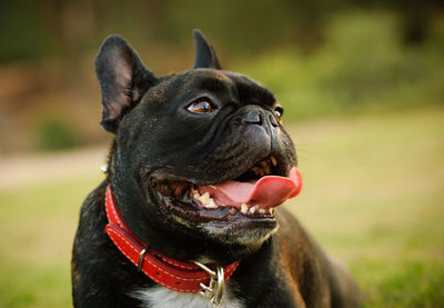 Close-up of dog at outdoors