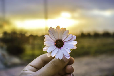 Close-up of hand holding flower against blurred background