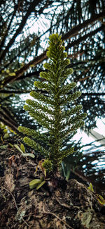 Low angle view of tree in forest