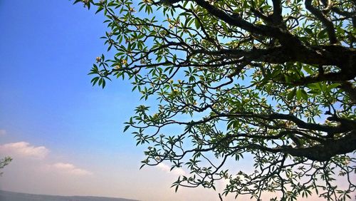 Low angle view of tree against clear blue sky