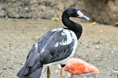 Close-up of bird perching on lake