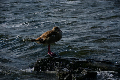 Close-up of bird perching on lake