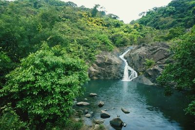 Scenic view of waterfall in forest