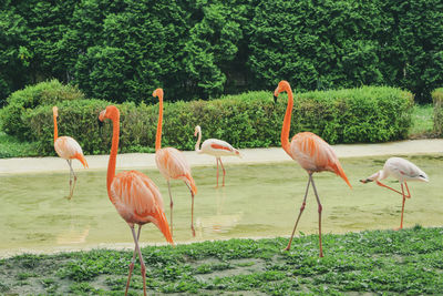 Flamingo on green land