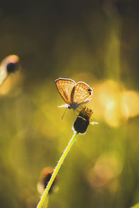 Close-up of butterfly on flower