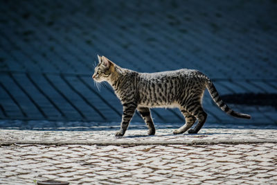 Side view of cat walking on footpath
