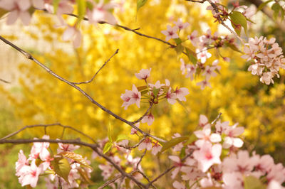 Pink flowers blooming on tree