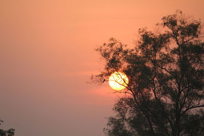 Silhouette of trees at sunset