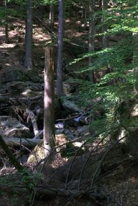 High angle view of trees in forest