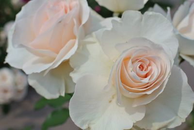 Close-up of white rose