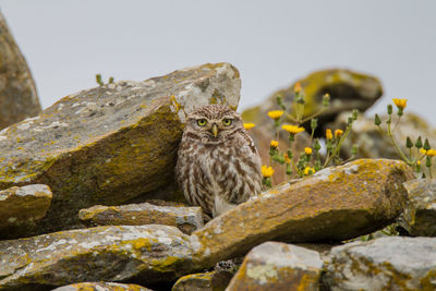 Portrait of bird on rock