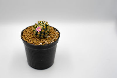Close-up of potted plant on table