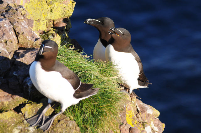 View Of Birds On Rocks 