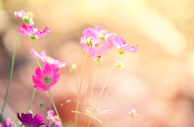 Close-up of pink flowering plant