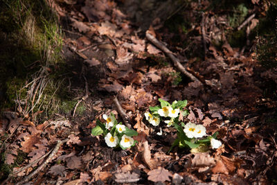 High angle view of flowers growing on field