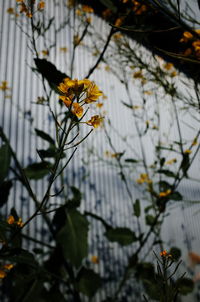 Close-up of insect on yellow flower