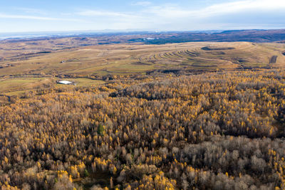 Flying above of canopy of birch tree forest. aerial drone view