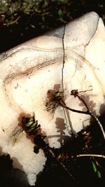 High angle view of insect on leaf