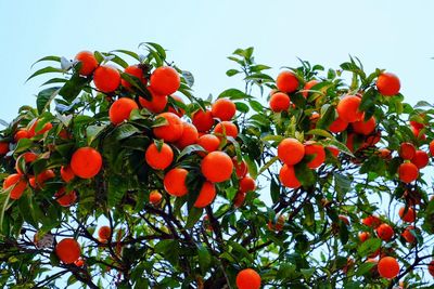 Low angle view of orange tree against clear sky