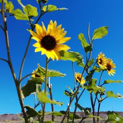 Close-up of yellow flowering plant against blue sky