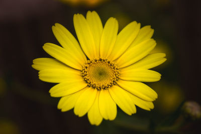 Close-up of yellow flower blooming outdoors