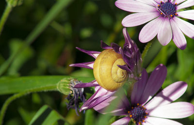 Close-up of purple flowering plant