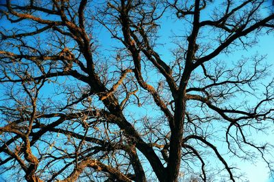 Low angle view of bare trees against sky