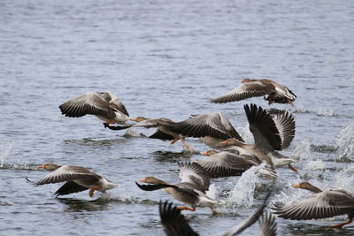 Greylag geese landing on  lake