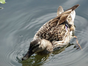 High angle view of duck swimming in lake