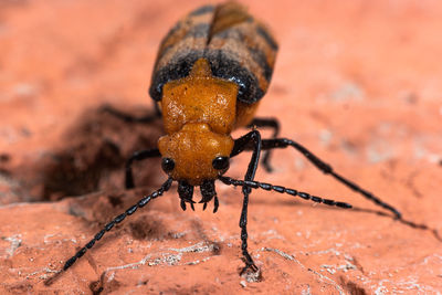 Close-up of insect