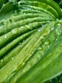 Close-up of green leaves