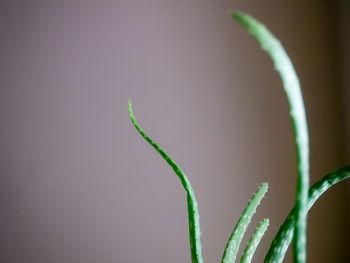 Close-up of plant growing outdoors