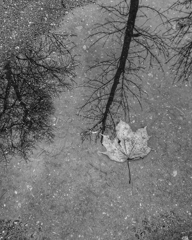 water, nature, season, winter, branch, bare tree, tranquility, cold temperature, weather, high angle view, frozen, reflection, leaf, tree, snow, dry, wet, lake, day, beauty in nature