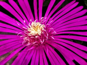 Full frame shot of pink flower blooming outdoors